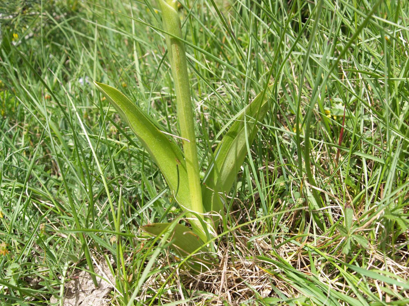Orchid, Military leaf